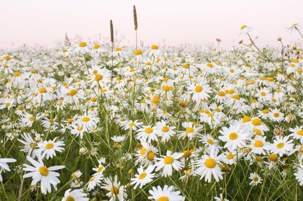 ромашка луговая