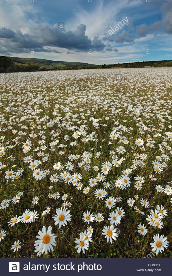 поле ромашек