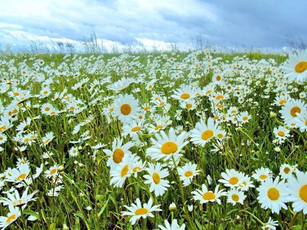 ромашковая поляна абинский район