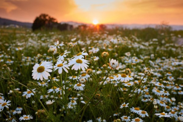 природа ромашки