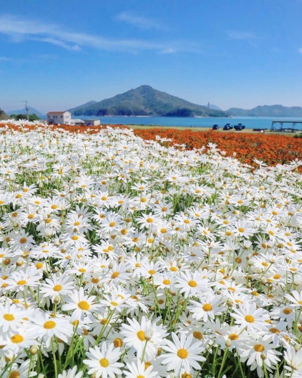 байдарская долина ромашки