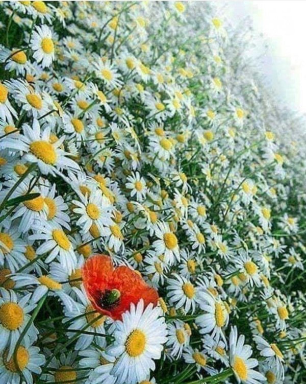 красивые цветы ромашки
