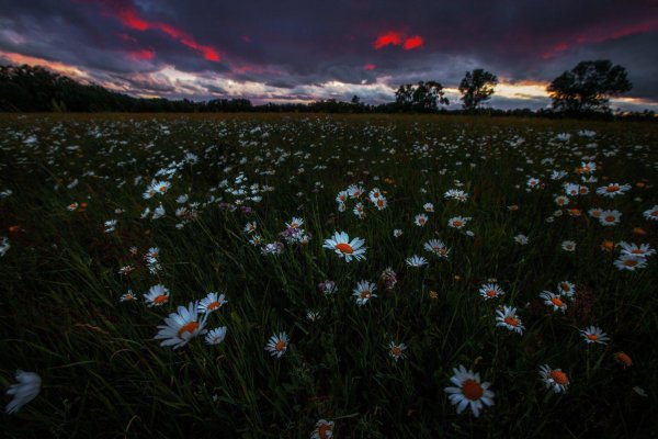 поле цветов