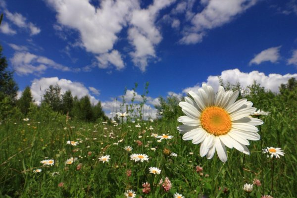 ромашковая поляна абинский район