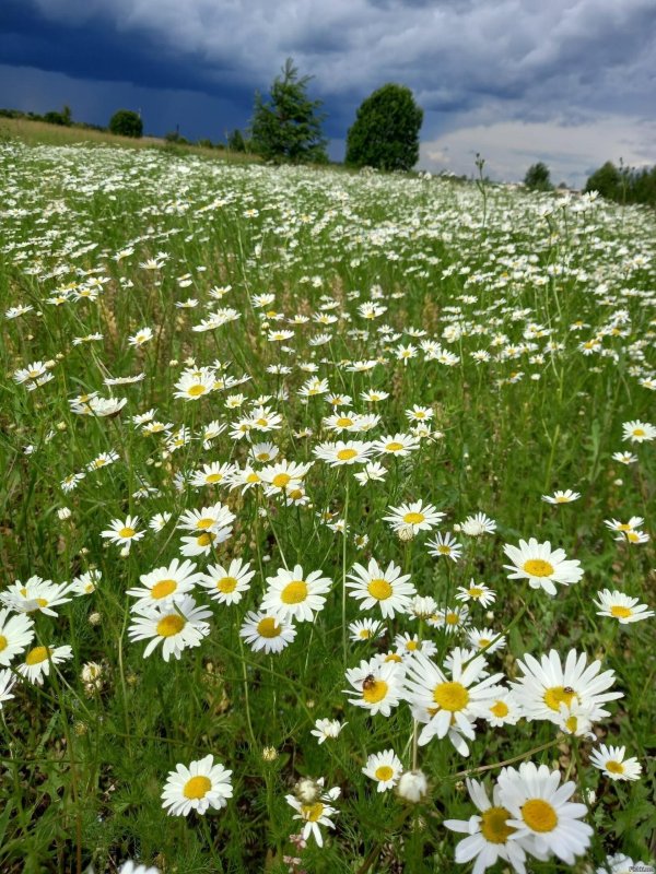 ромашкового лета