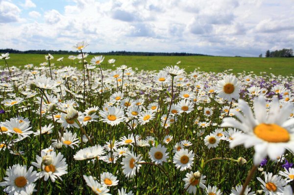 ромашковая поляна абинский район