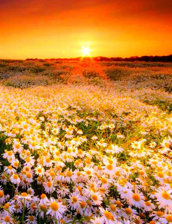 цветочное поле