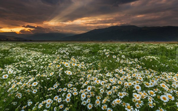 байдарская долина ромашки