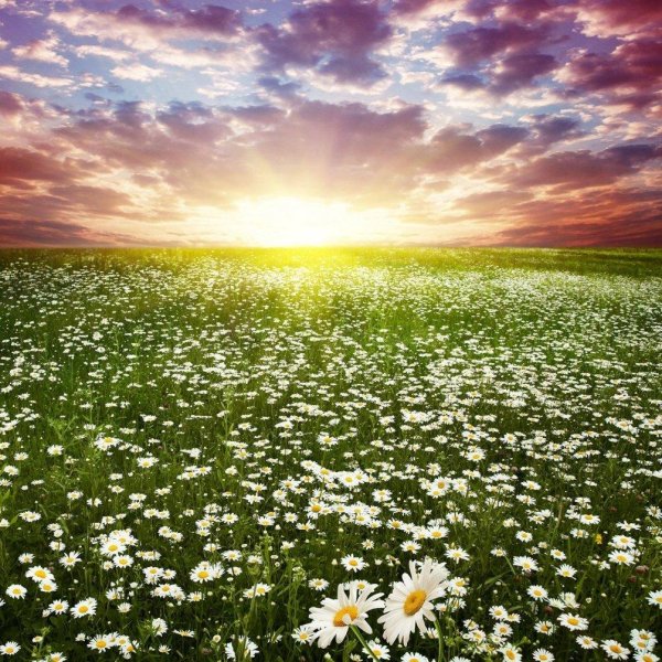 пейзаж с ромашками