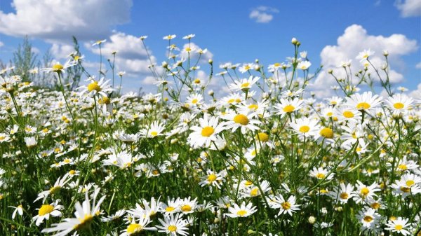 растения луга ромашка