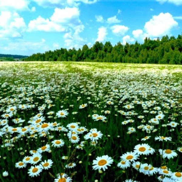 ромашковая поляна абинский район