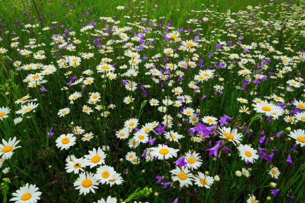 ромашка луговая