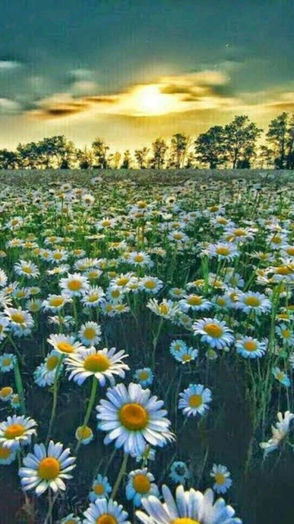 пейзаж с ромашками