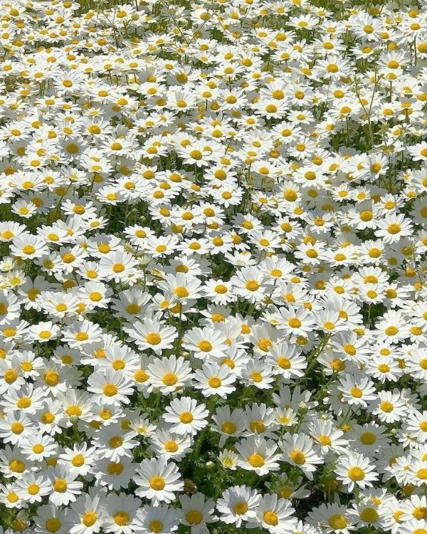 с ромашками