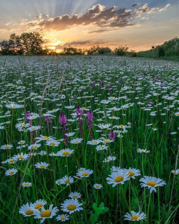 шапсугская ромашковая поляна