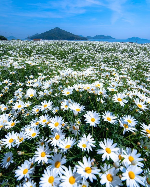 байдарская долина ромашки