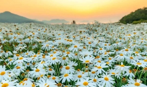 ромашковая поляна хаджох