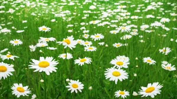 дикая астра ромашковая ромашка лекарственная