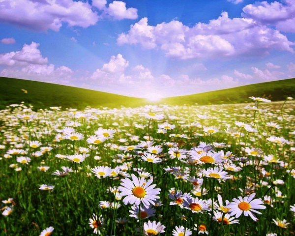 поляна с ромашками