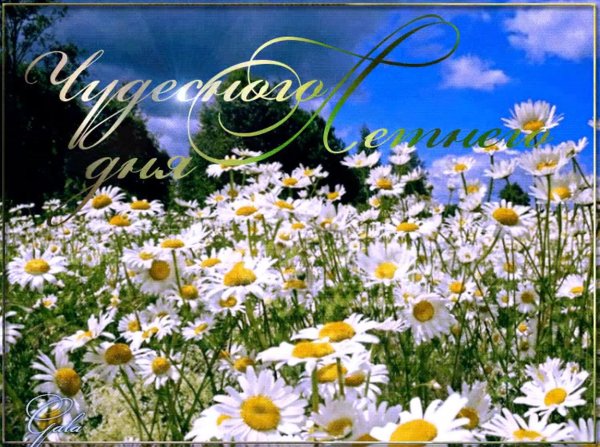 ромашка полевая