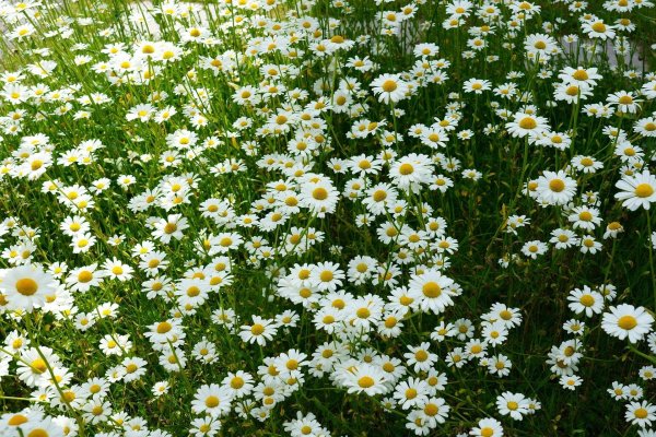 matricaria chamomilla