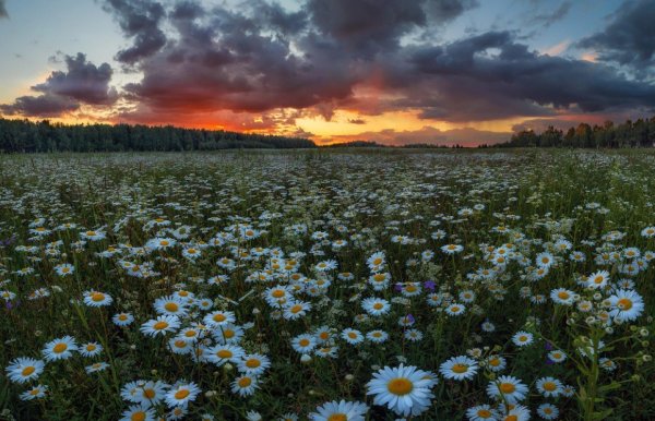 закат поле ромашки