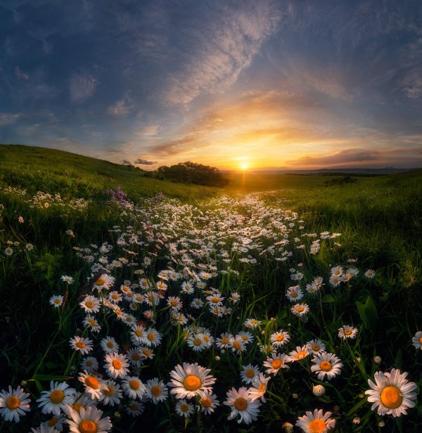 ромашка на закате