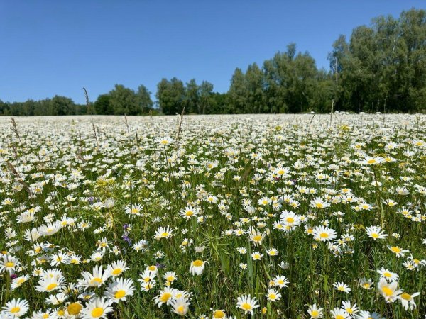 ромашковое поле