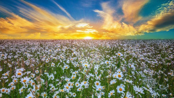 поле ромашек