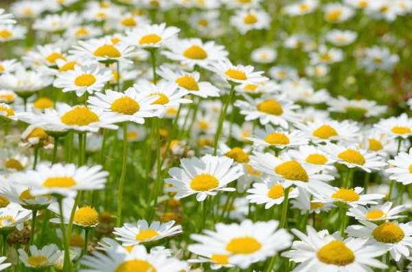 ромашковый рай