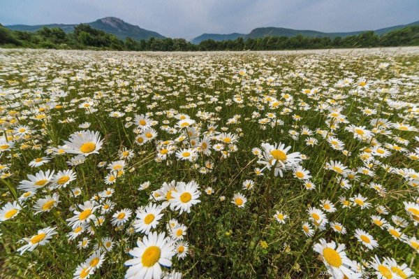 ромашковые поля байдарская долина