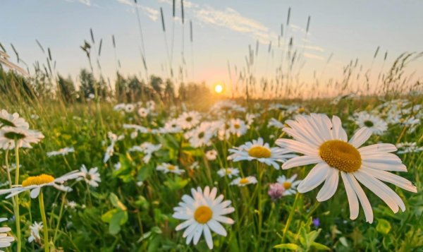 Поле ромашек