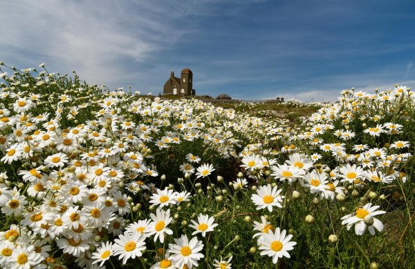 поле ромашек