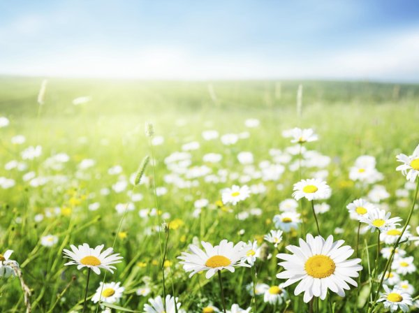 поле ромашек