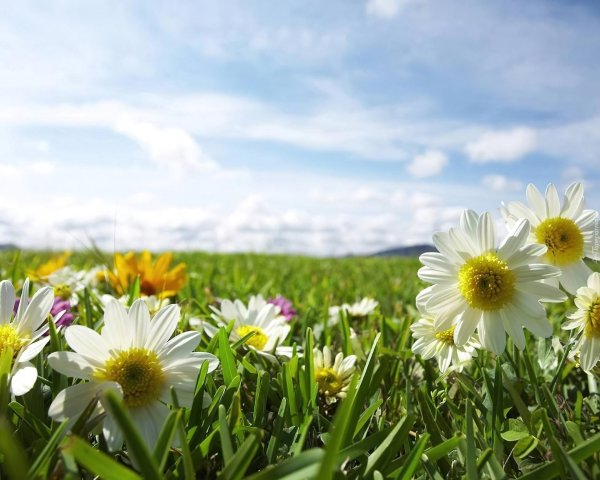 природа ромашки