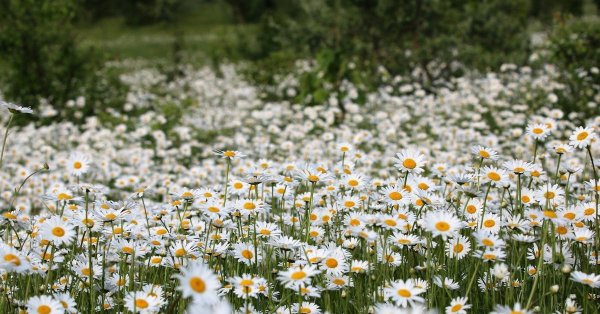 ромашковый луг лукоянов