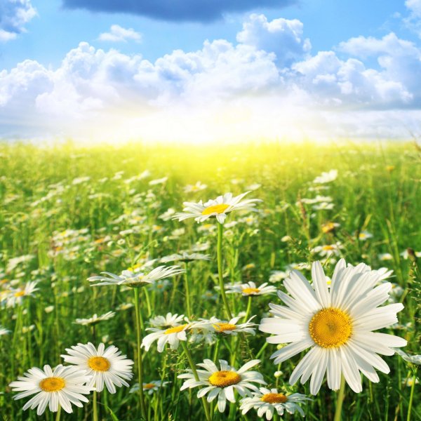 пейзаж с ромашками