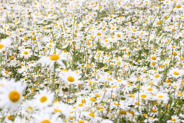 ромашка полевая