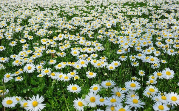 ромашка луговая