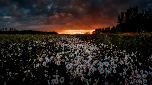 ромашка на закате