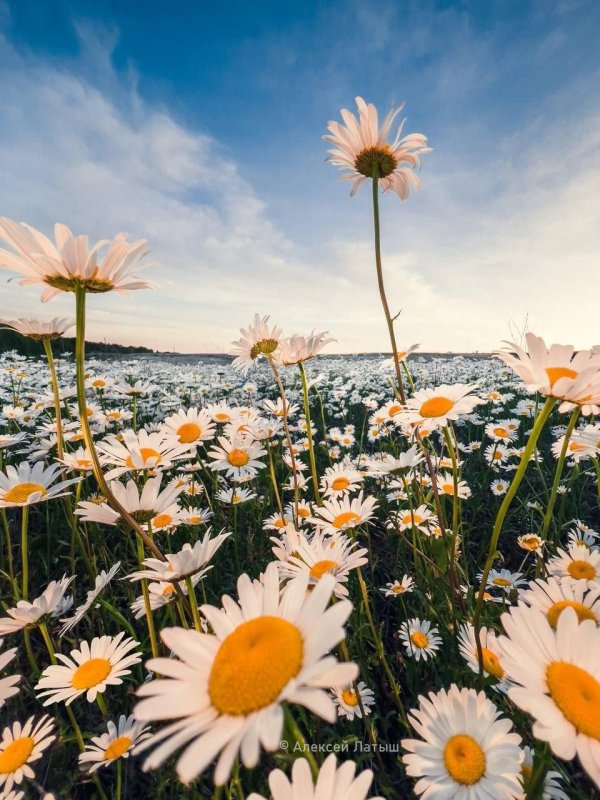 ромашковая поляна абинский район