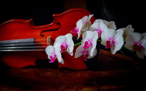 фаленопсис виолин