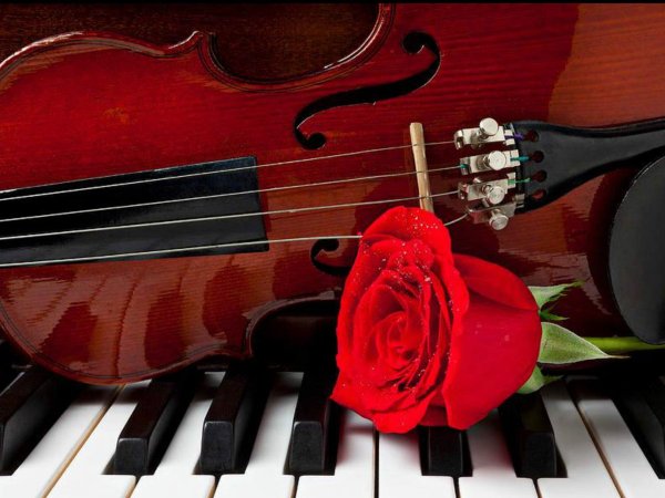 розы и музыкальные инструменты