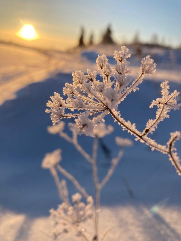 морозная весна