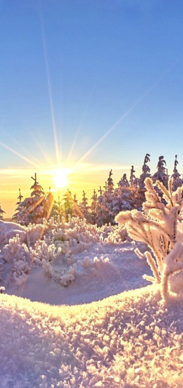 зимний солнечный лес