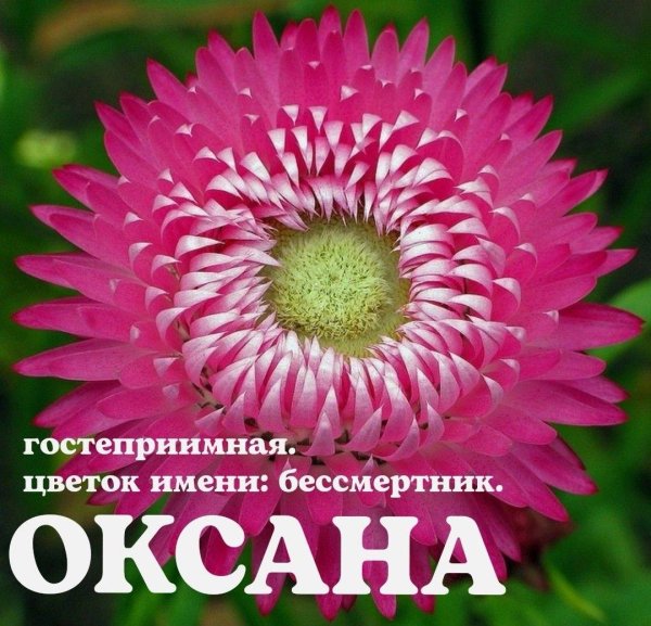 гелихризум прицветниковый