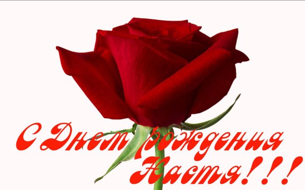 роза красная