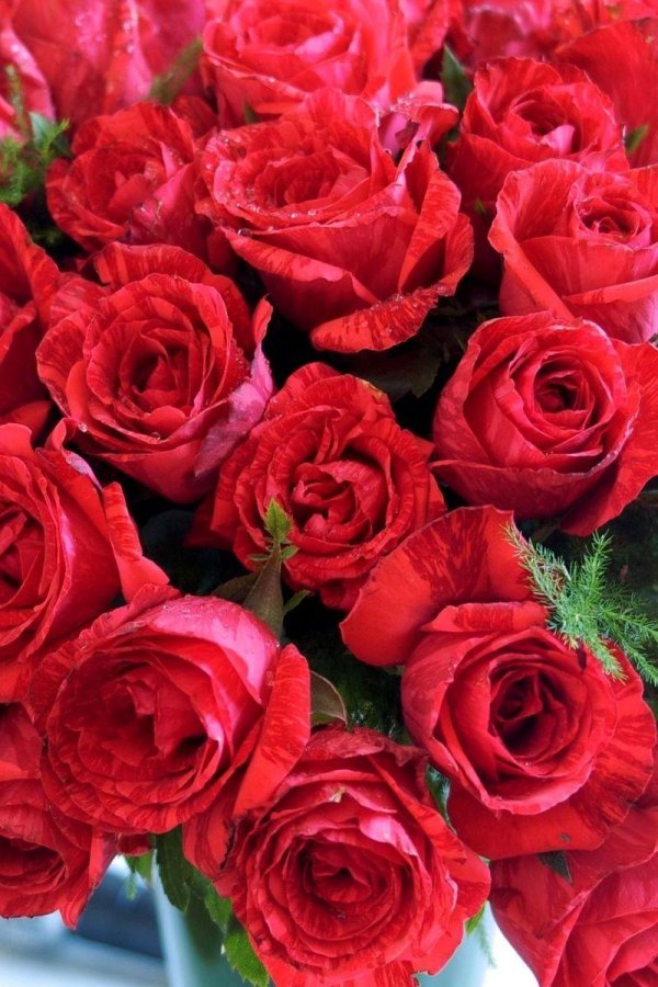 роскошные розы