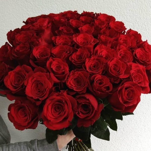 роза эквадор эксплорер