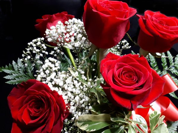 красивые цветы розы